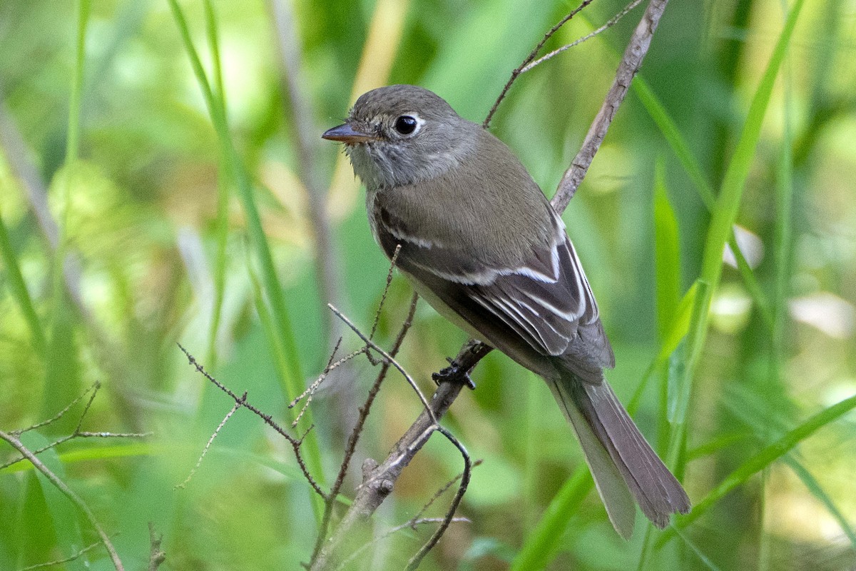 Moucherolle tchébec - ML620625667