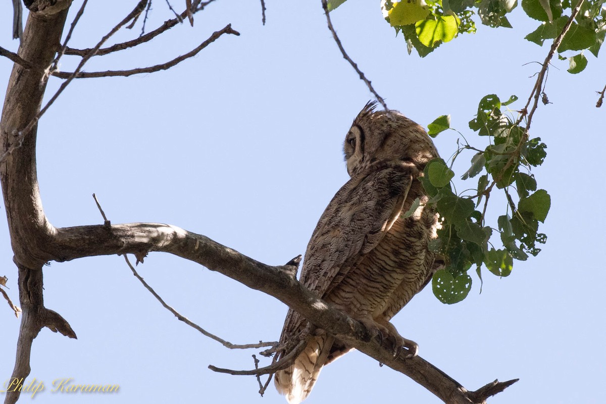 Great Horned Owl - ML620625671