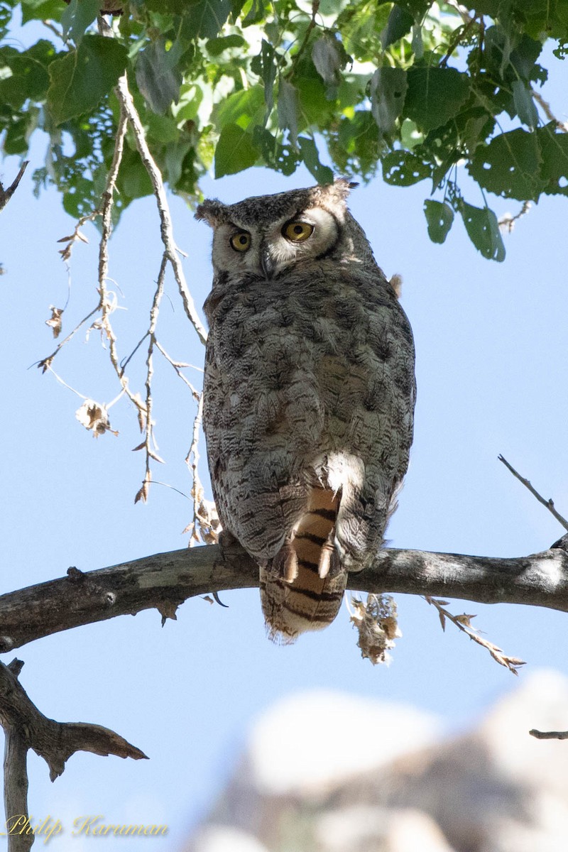 Great Horned Owl - ML620625677