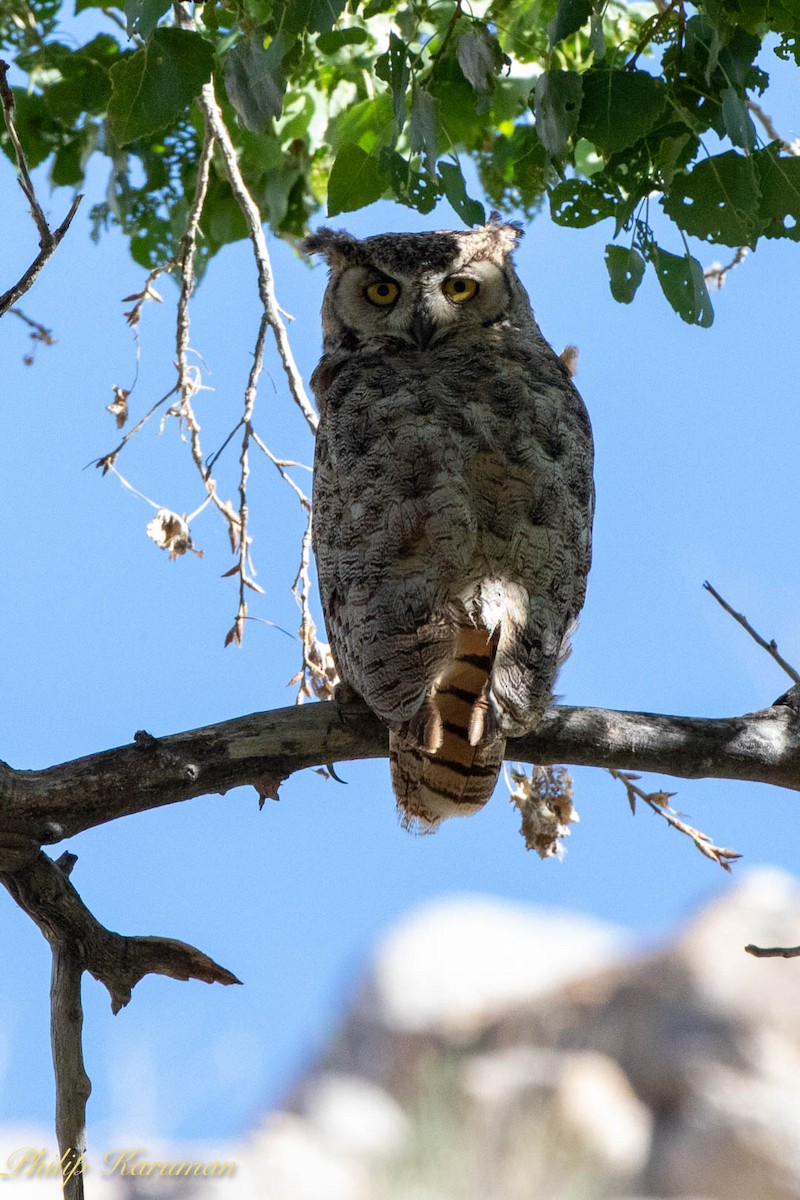 Great Horned Owl - ML620625679