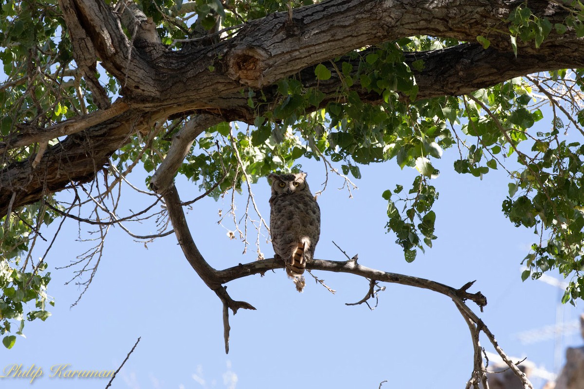 Great Horned Owl - ML620625681