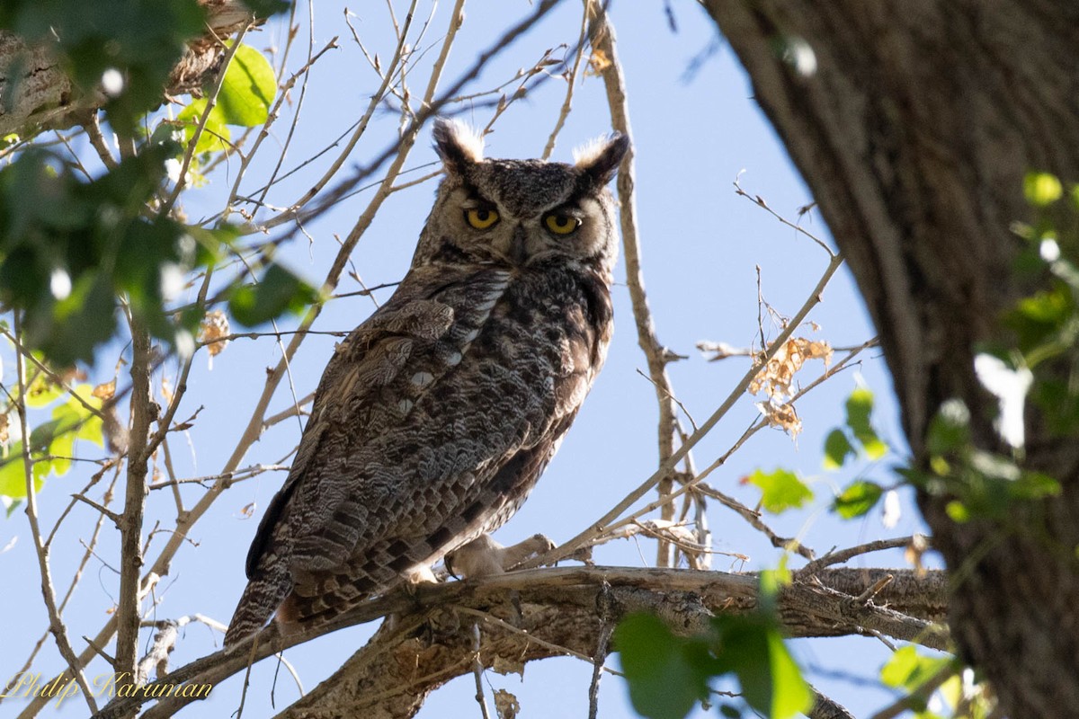 Great Horned Owl - ML620625682