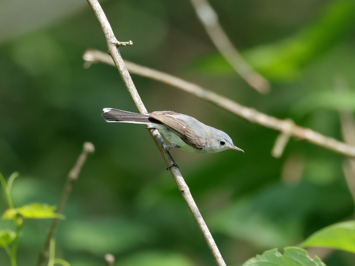 Blue-gray Gnatcatcher - ML620625684