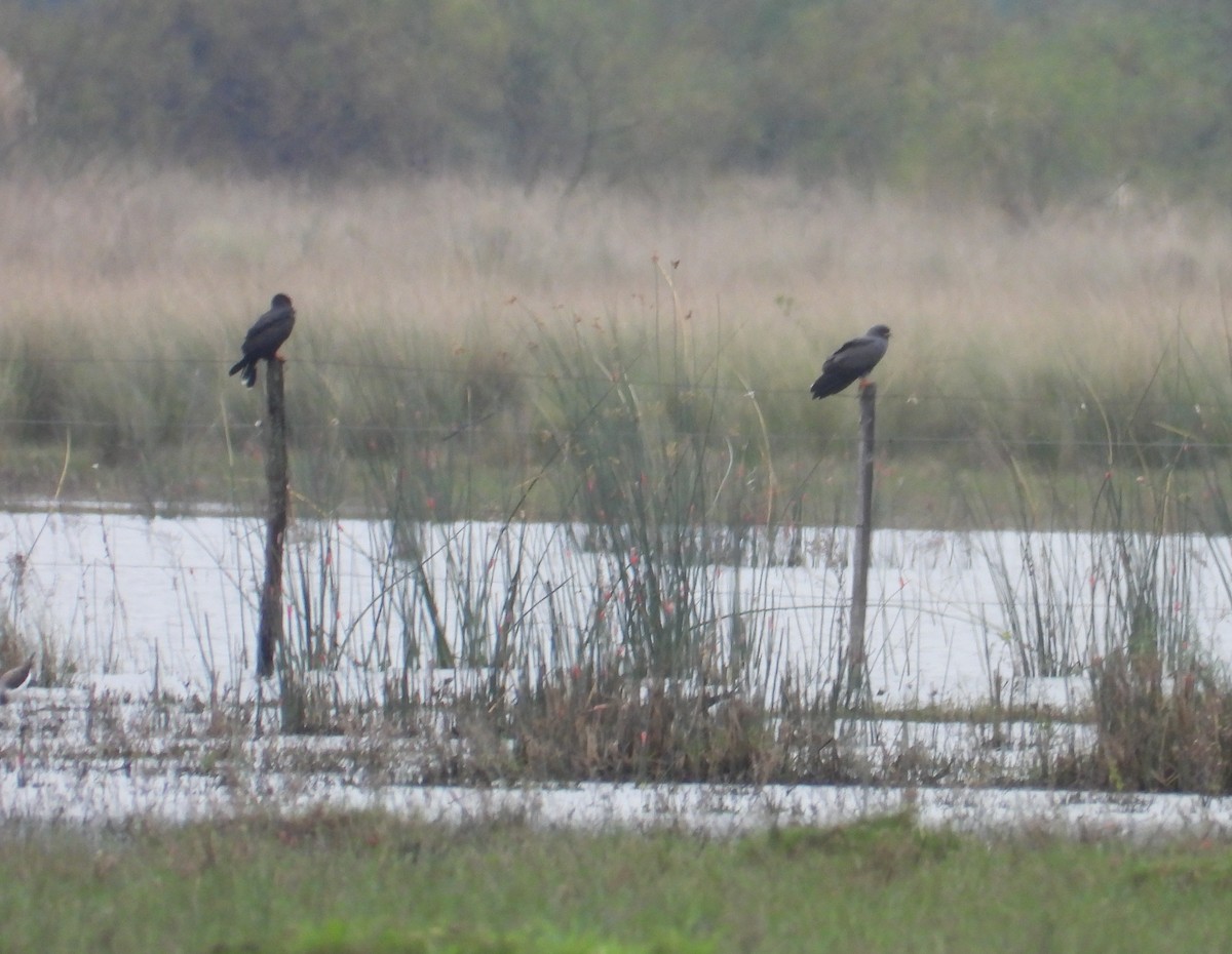 Snail Kite - ML620625685