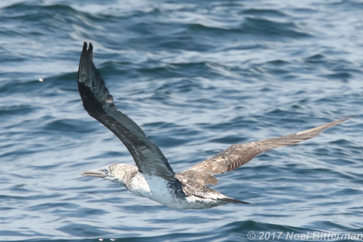 Northern Gannet - ML620625686