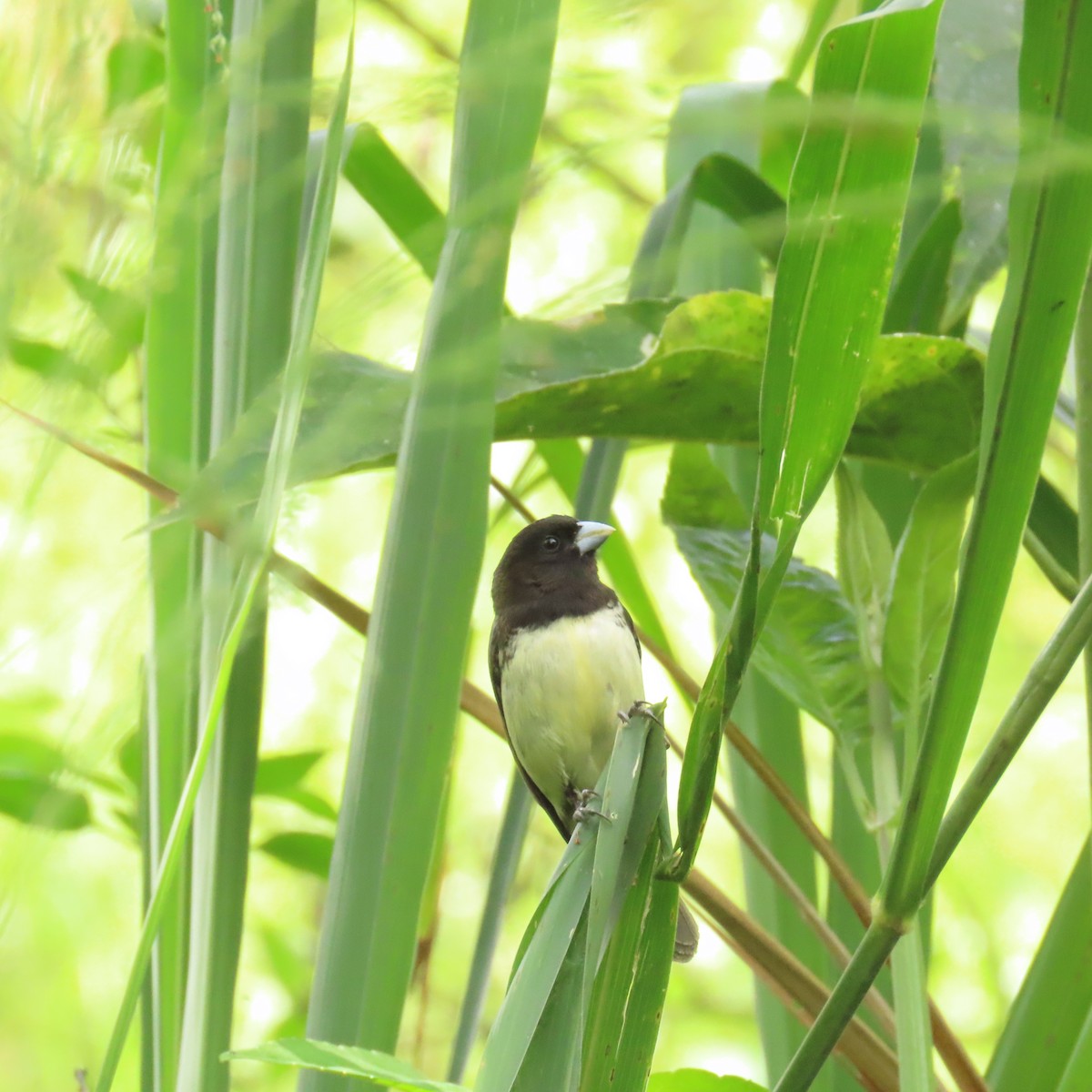 Yellow-bellied Seedeater - Paola Cardona jiménez