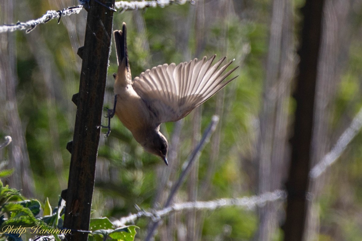 Say's Phoebe - ML620625688