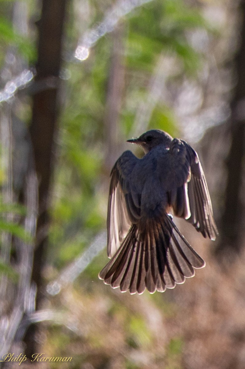 Say's Phoebe - ML620625689