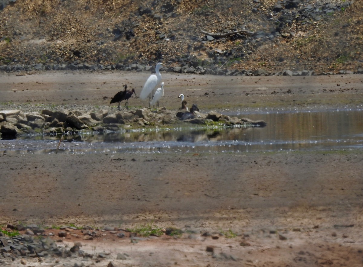 Glossy Ibis - Dede Kotler