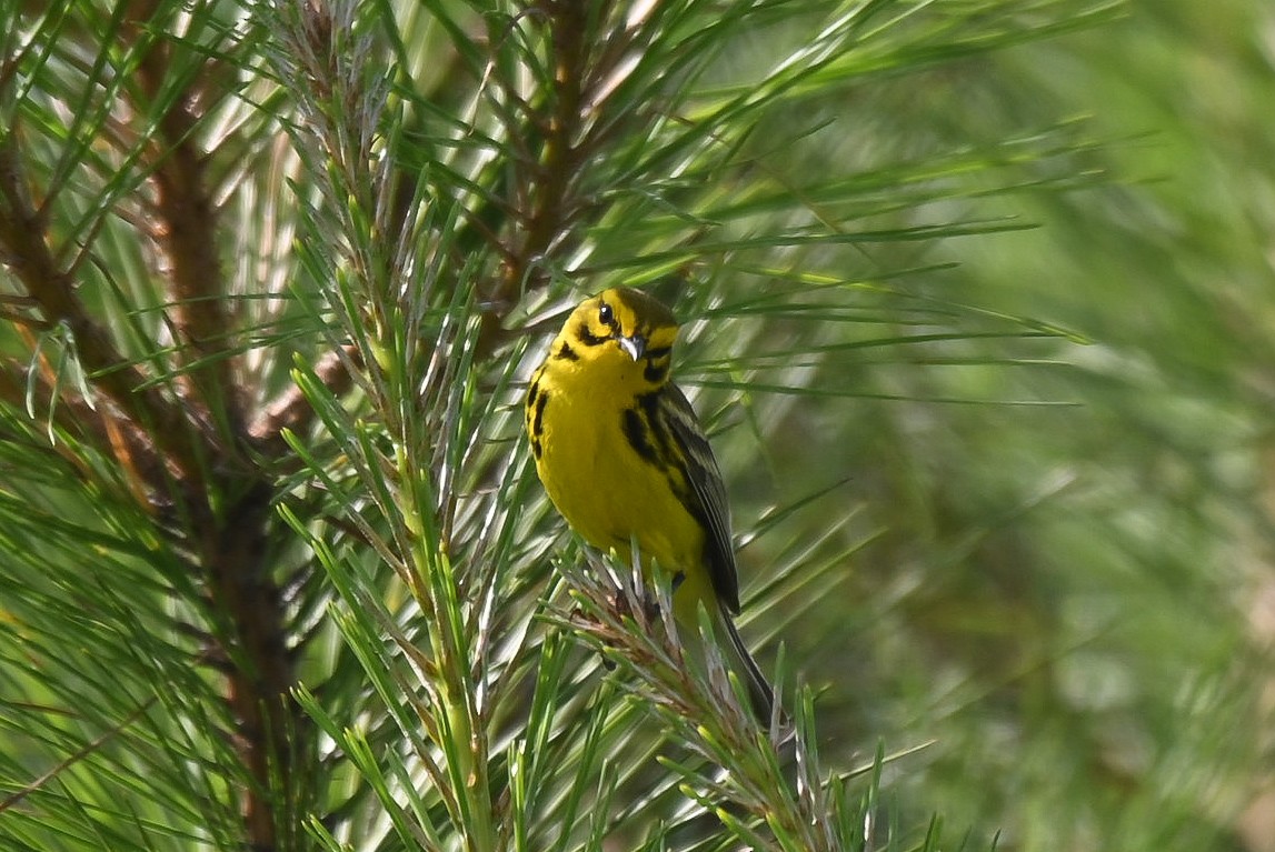 Prairie Warbler - ML620625693