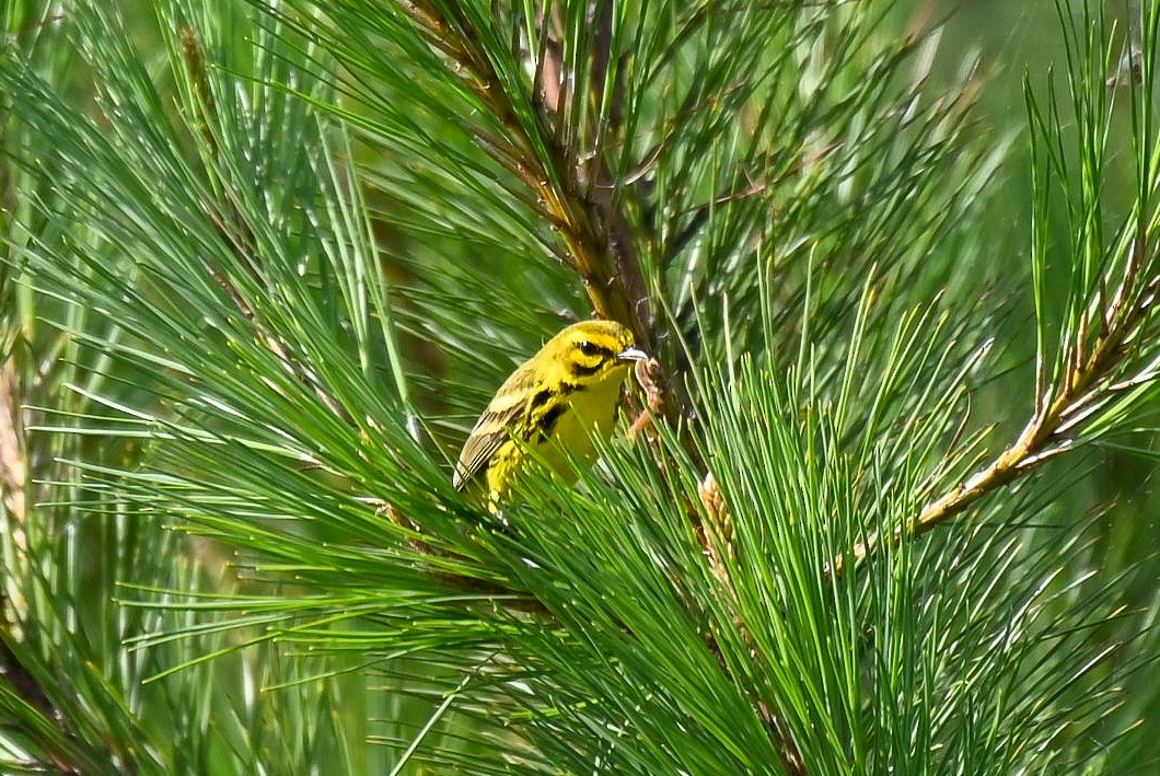 Prairie Warbler - ML620625694