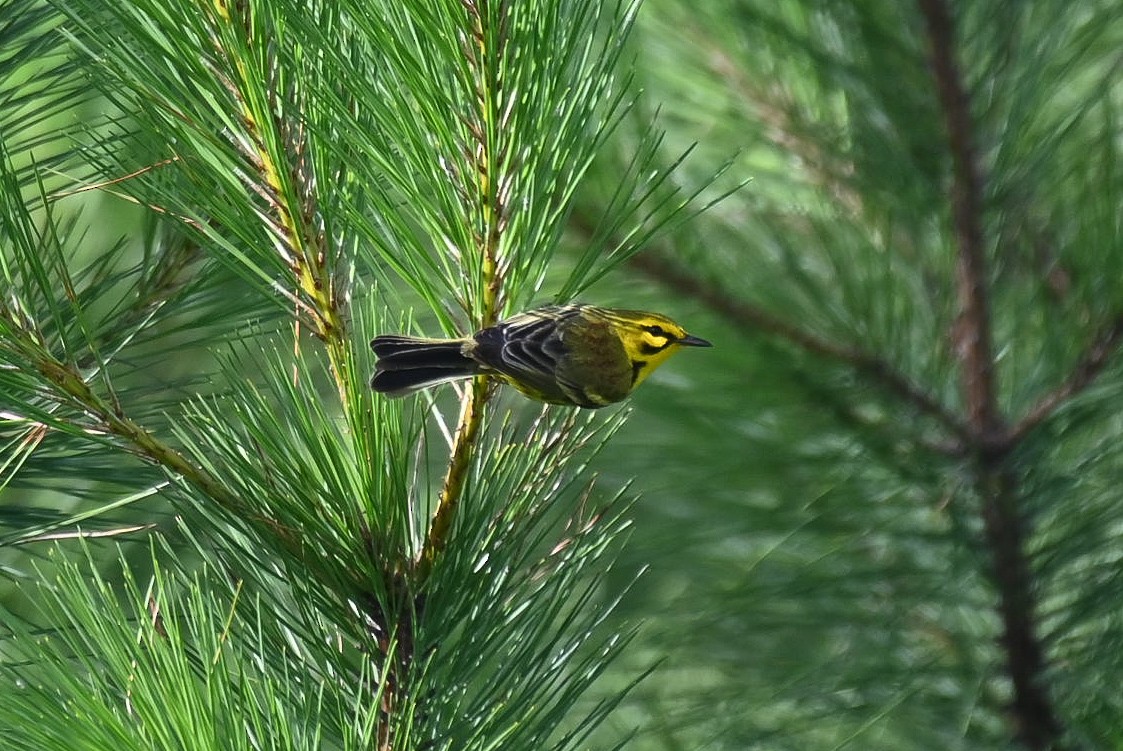 Prairie Warbler - ML620625695