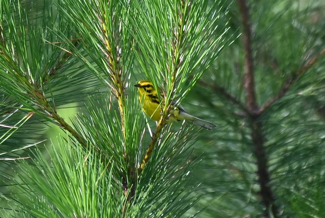 Prairie Warbler - ML620625697