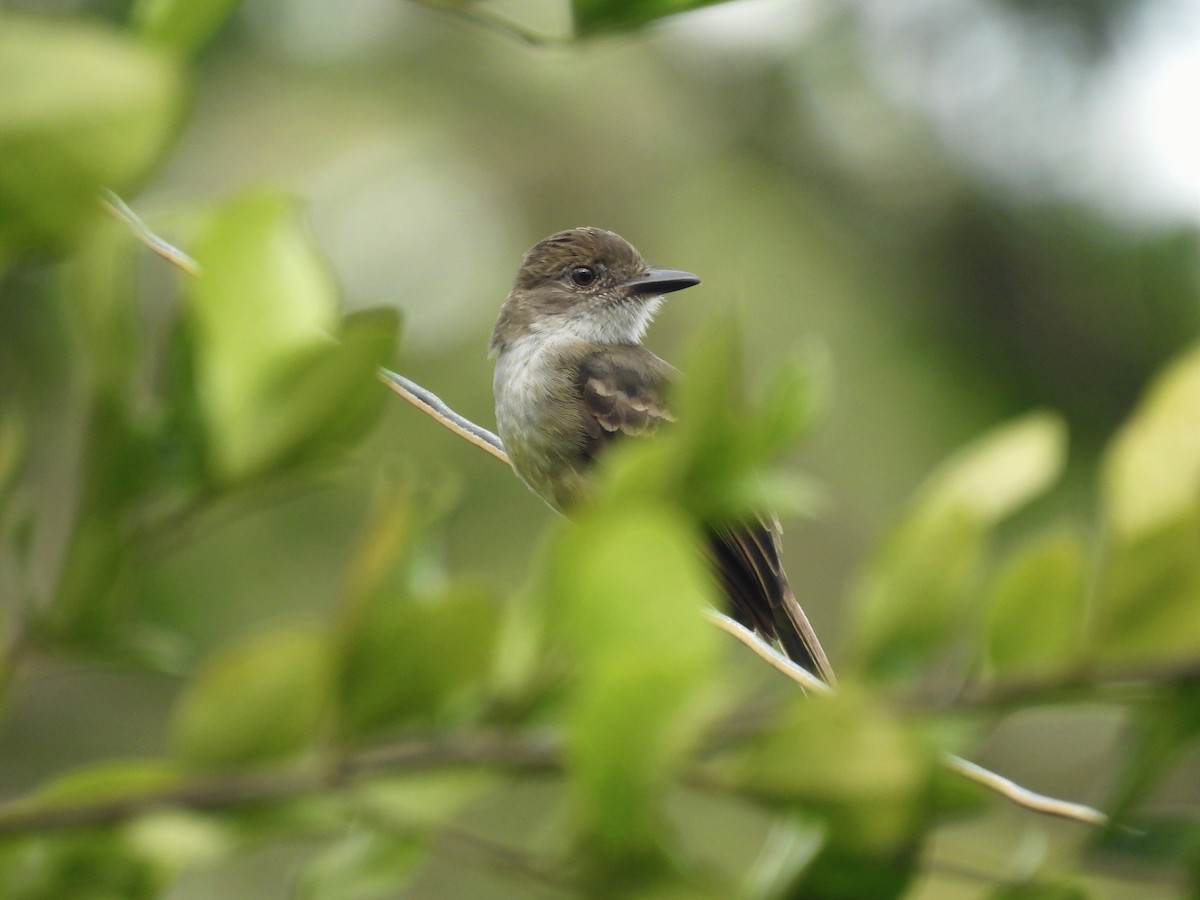 Short-crested Flycatcher - ML620625698