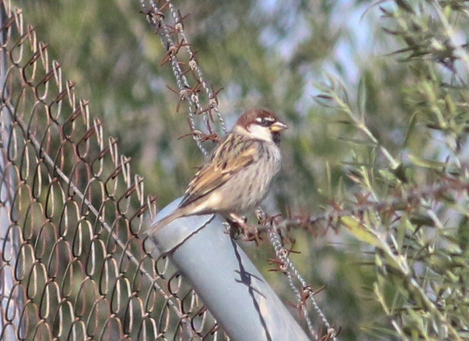 Spanish Sparrow - ML620625699