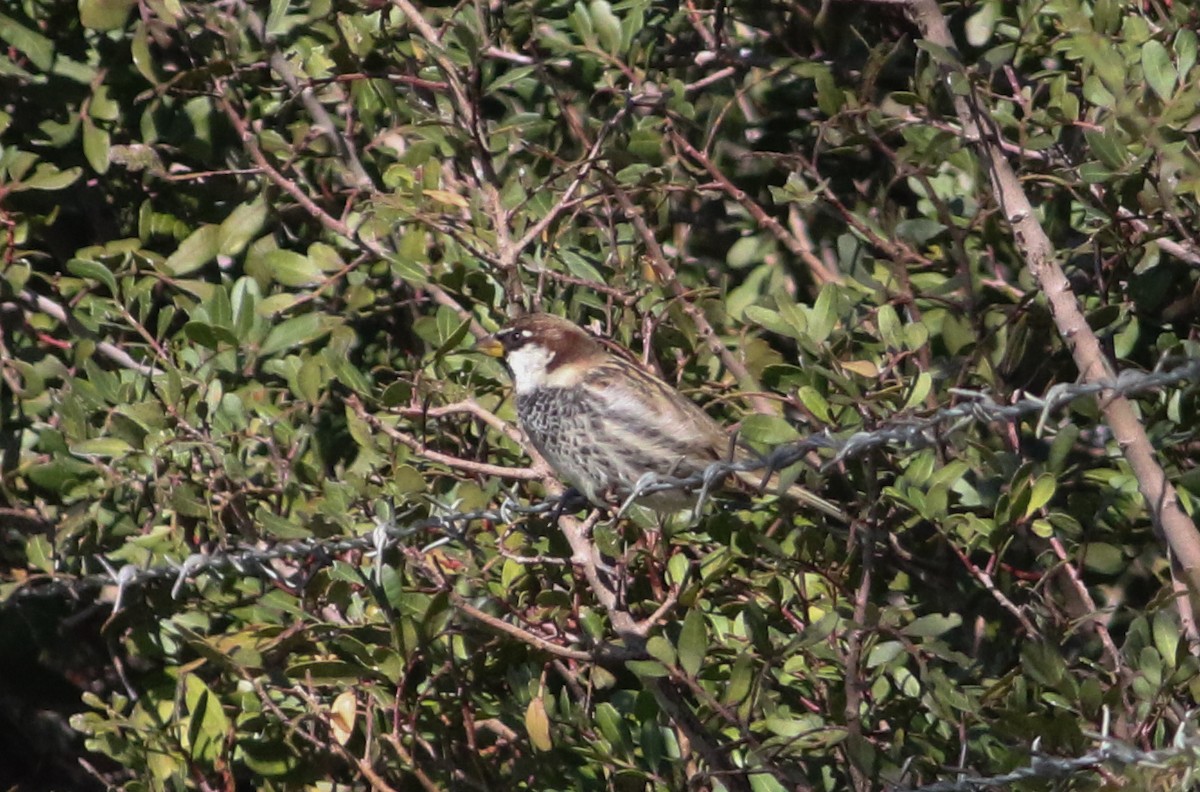 Moineau espagnol - ML620625700