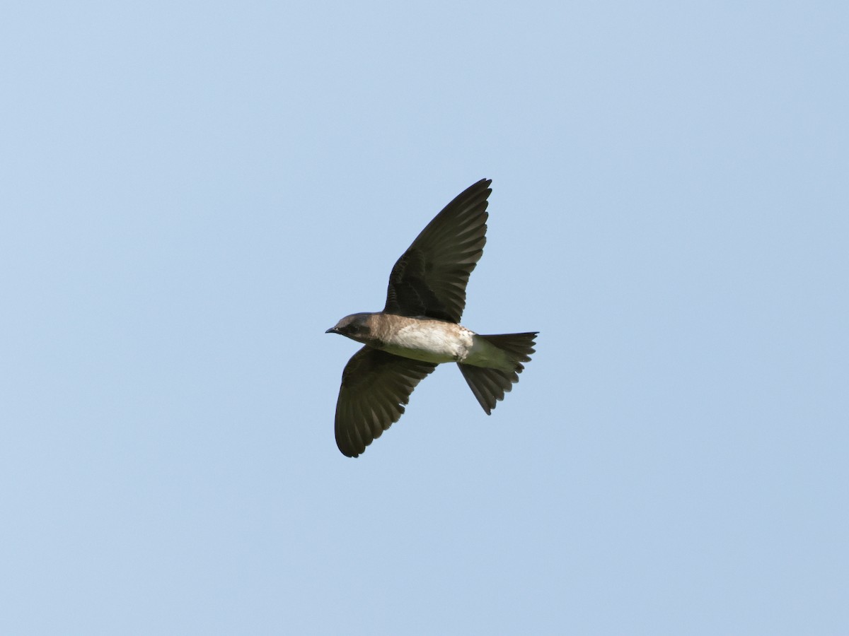 Golondrina Purpúrea - ML620625704