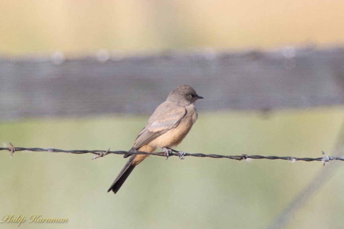 Say's Phoebe - ML620625705