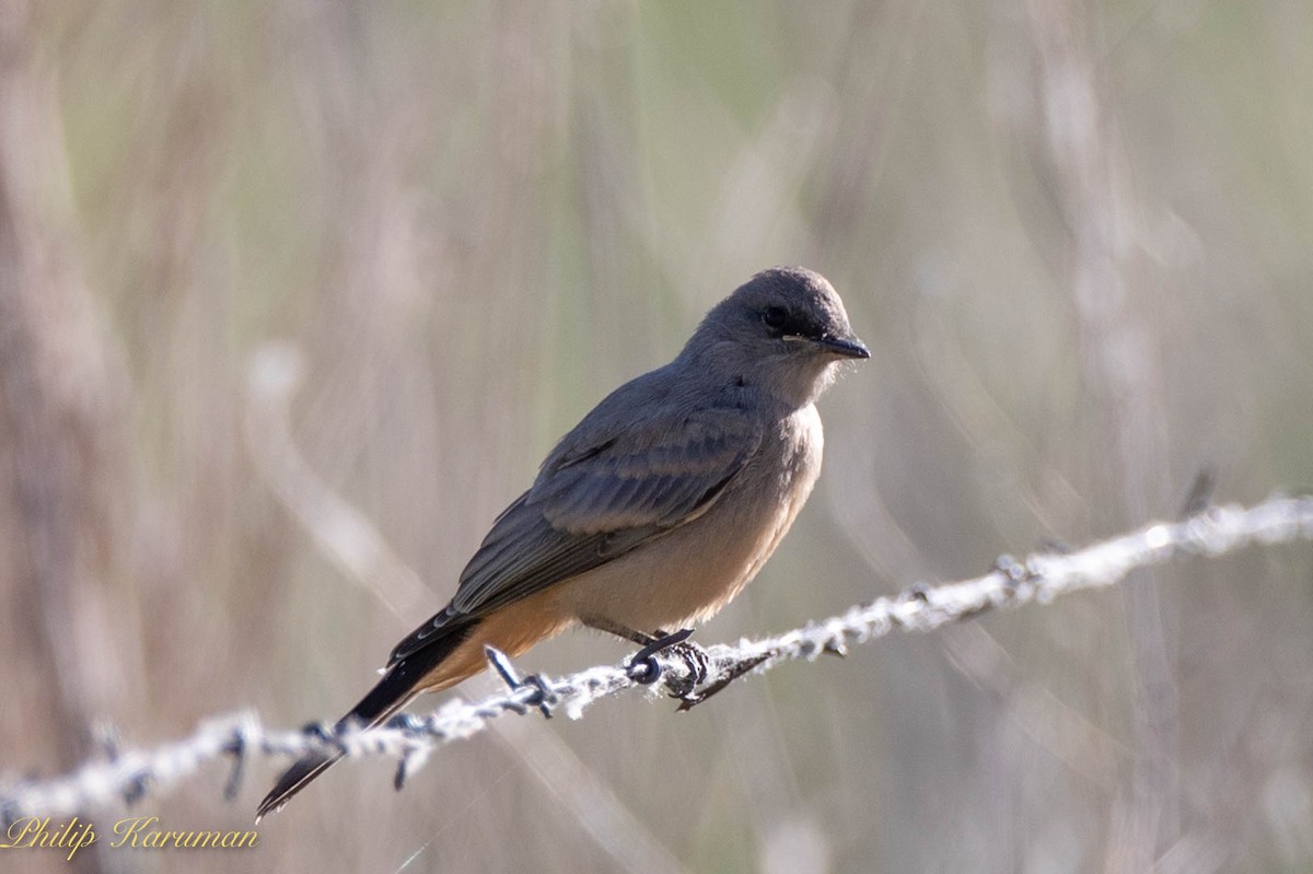 Mosquero Llanero - ML620625706