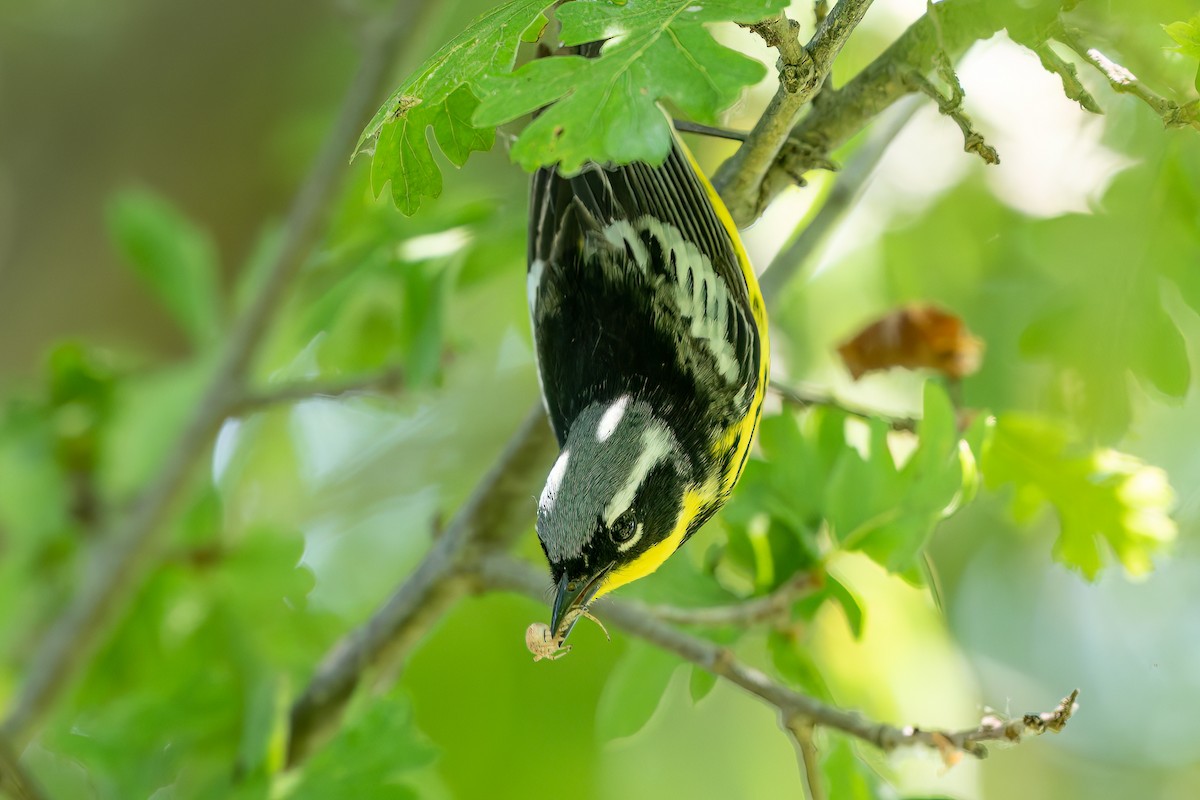 Magnolia Warbler - ML620625710