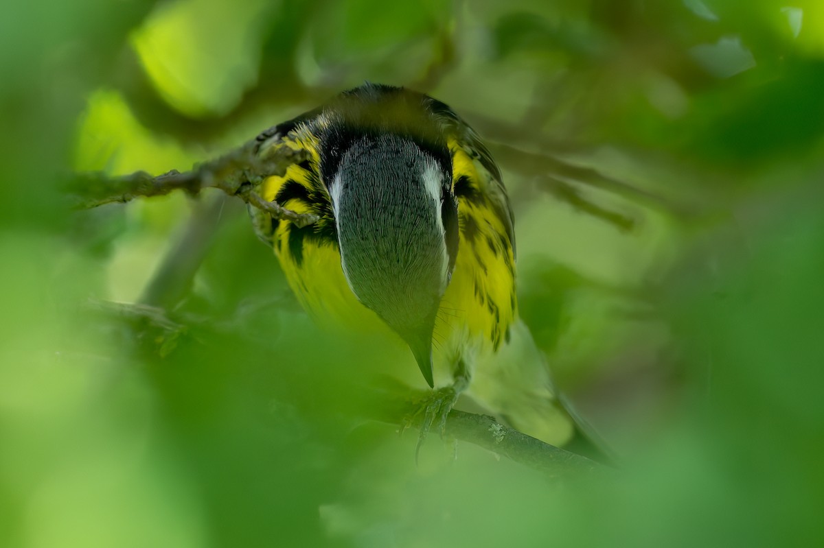 Magnolia Warbler - ML620625714