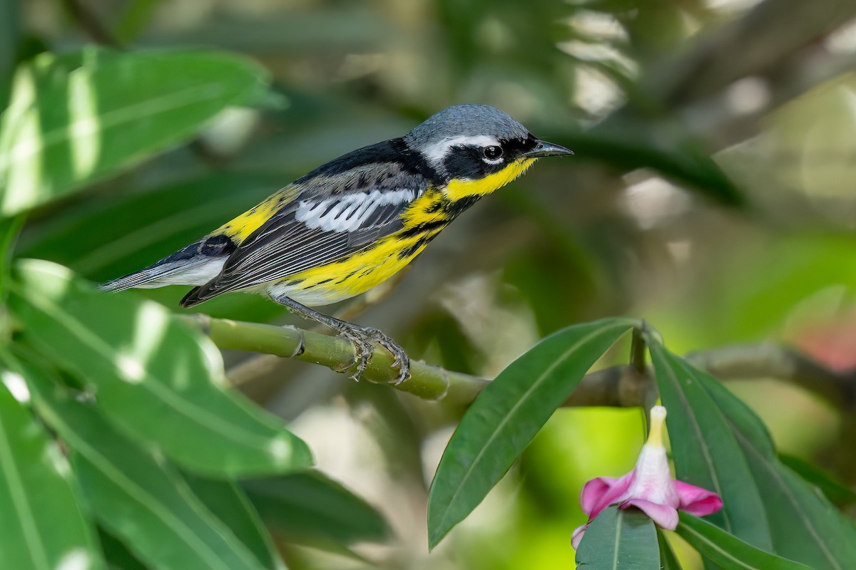 Magnolia Warbler - ML620625715