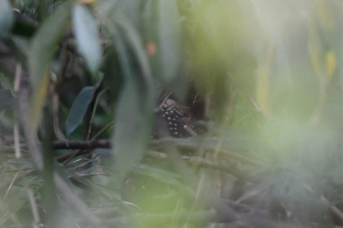 Spotted Laughingthrush - Jerry Chen