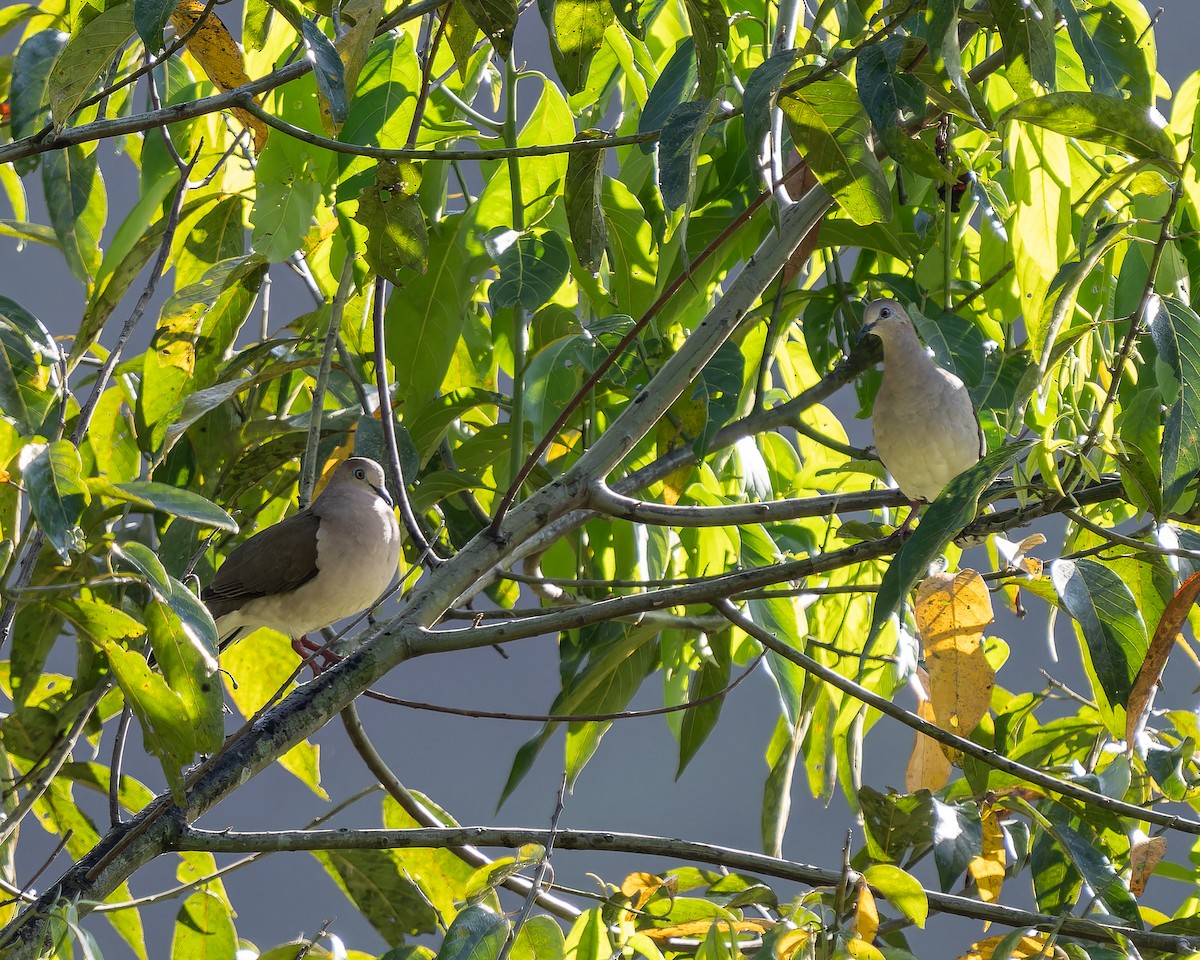 White-tipped Dove - Jairo Cadavid