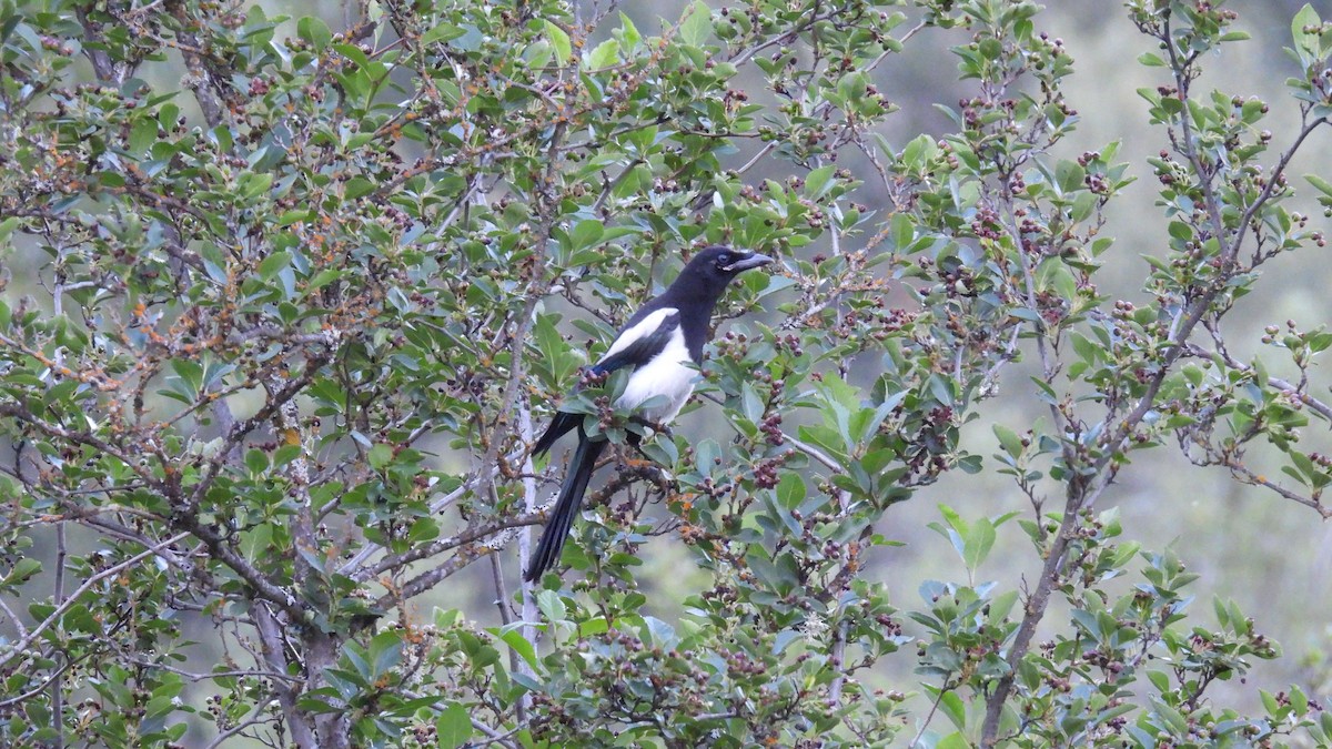 Black-billed Magpie - ML620625722