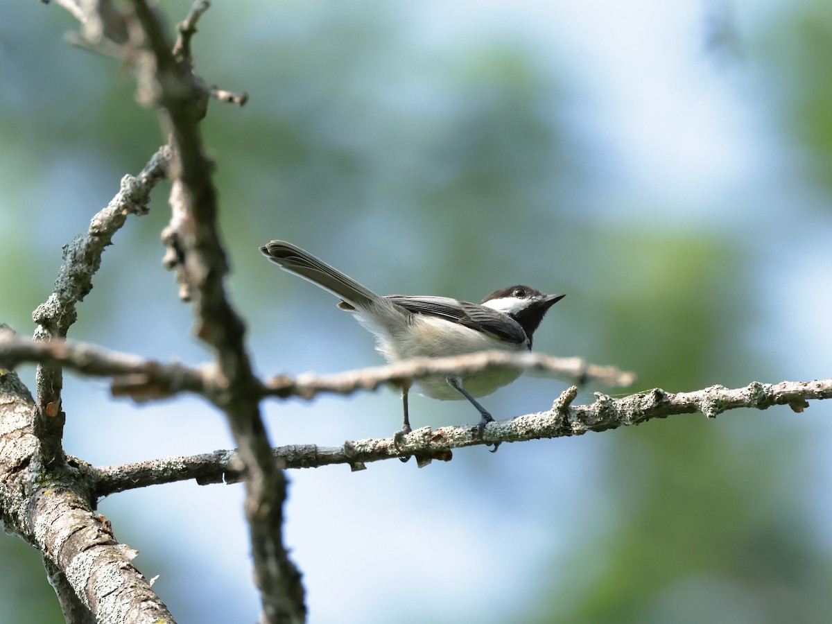 Black-capped Chickadee - ML620625725