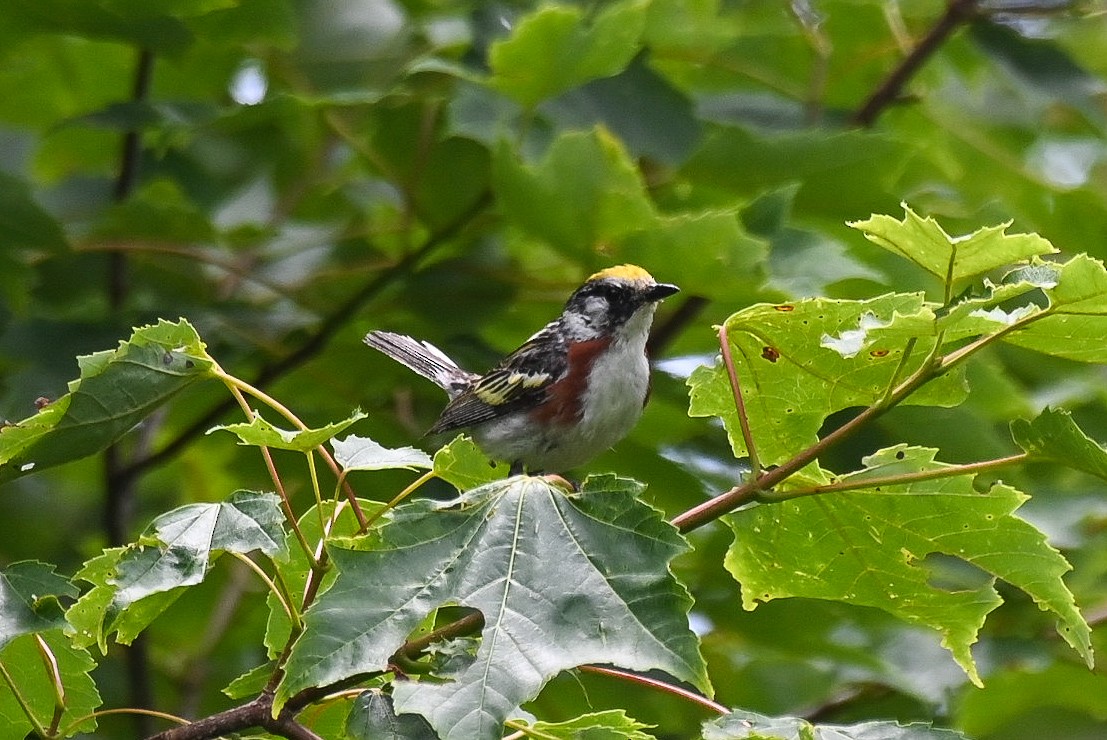 Paruline à flancs marron - ML620625728