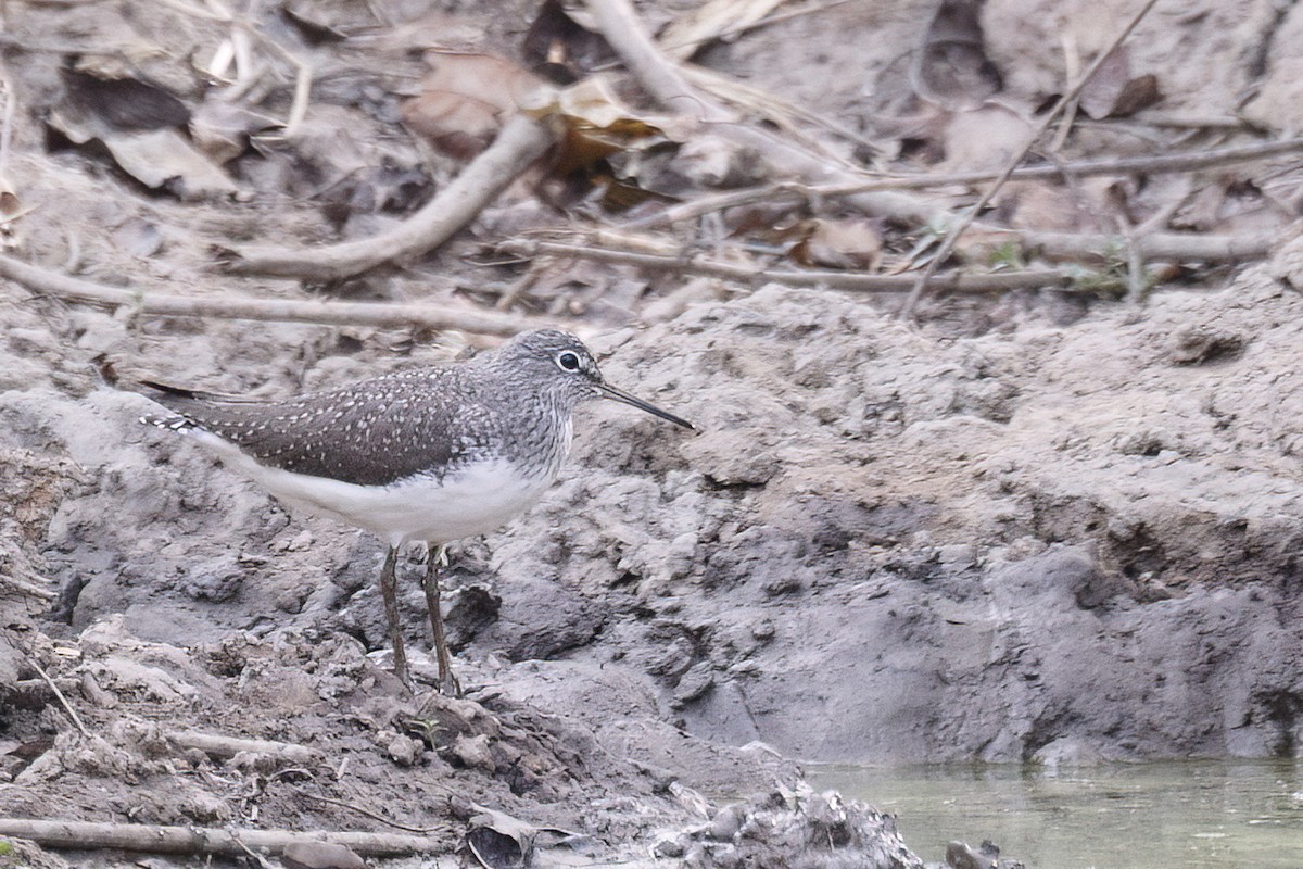 Green Sandpiper - Jeanne Verhulst