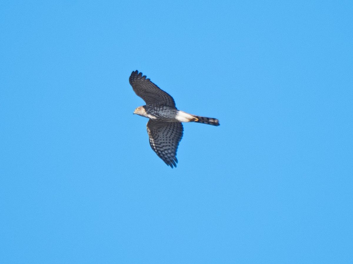 Sharp-shinned Hawk (Northern) - ML620625740