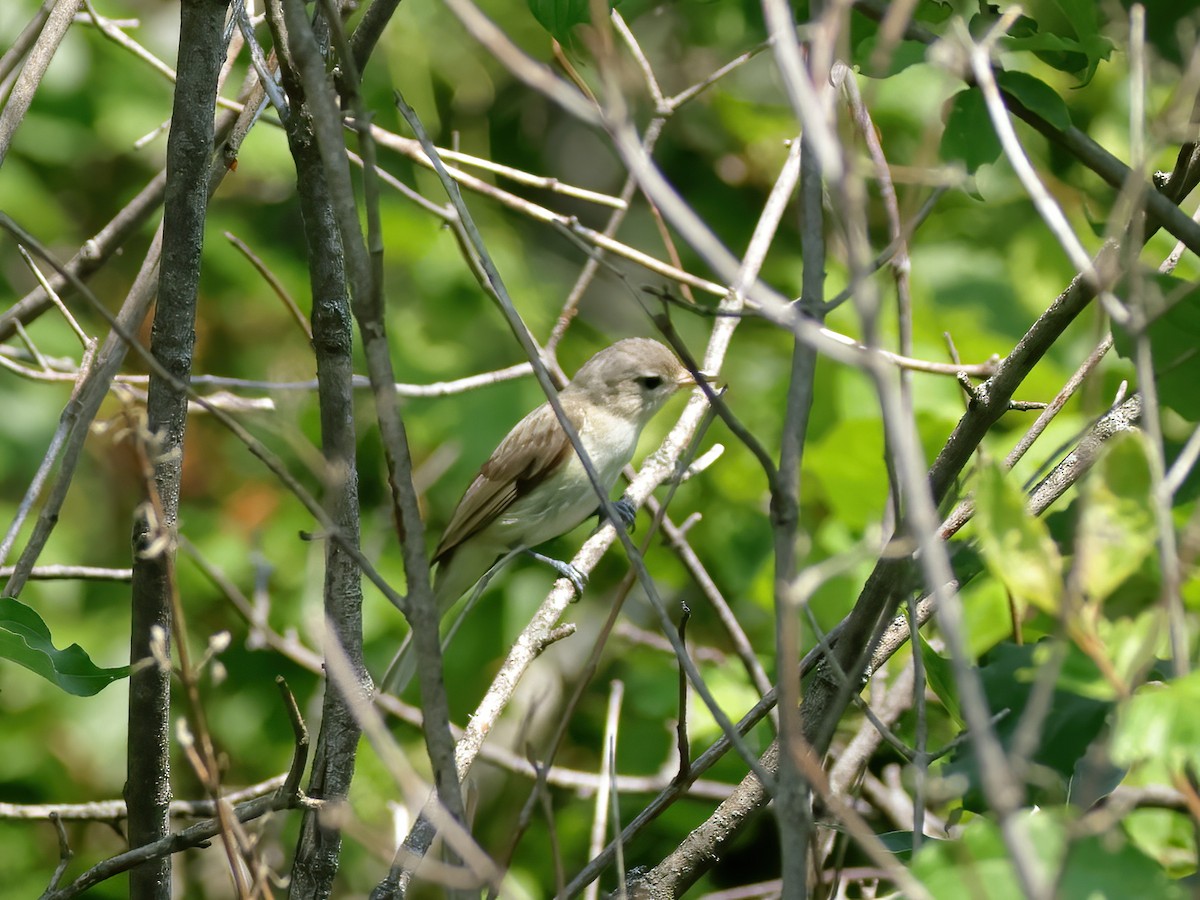 Warbling Vireo - ML620625741