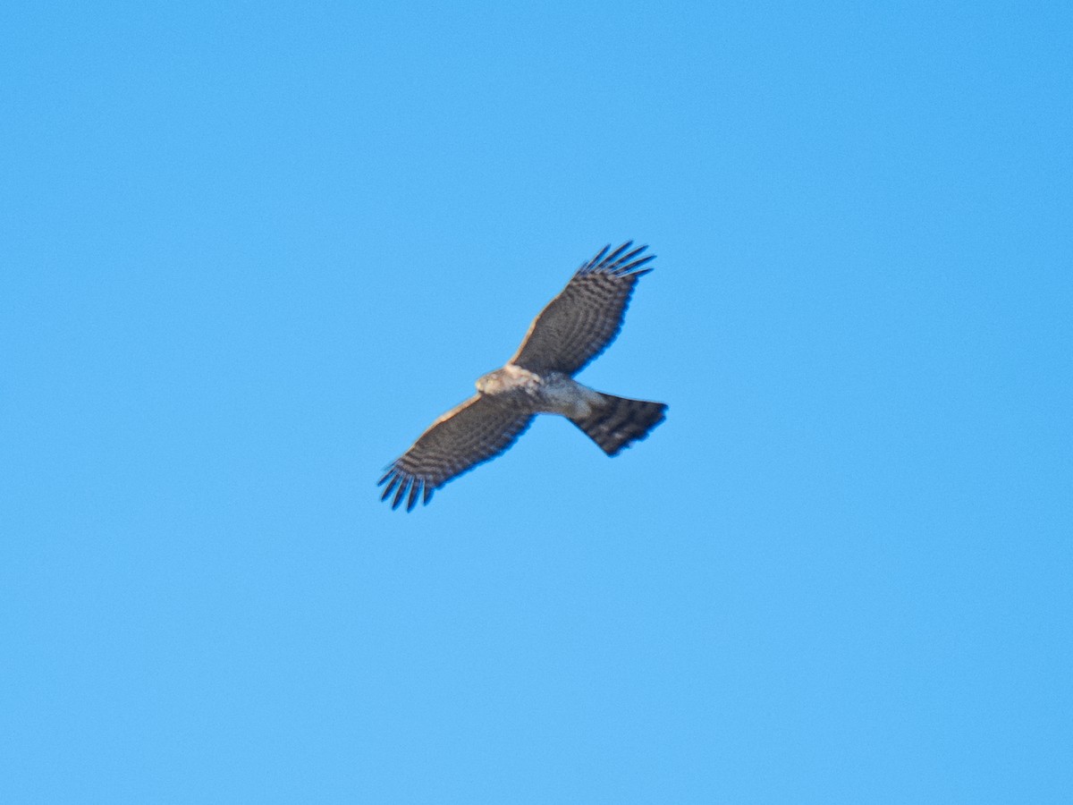 Sharp-shinned Hawk (Northern) - ML620625742