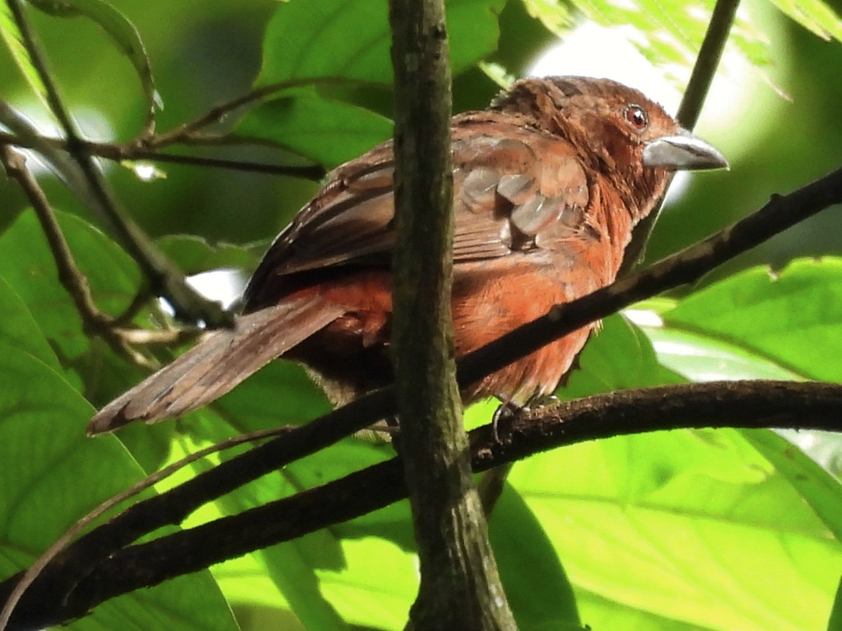 Silver-beaked Tanager - ML620625745