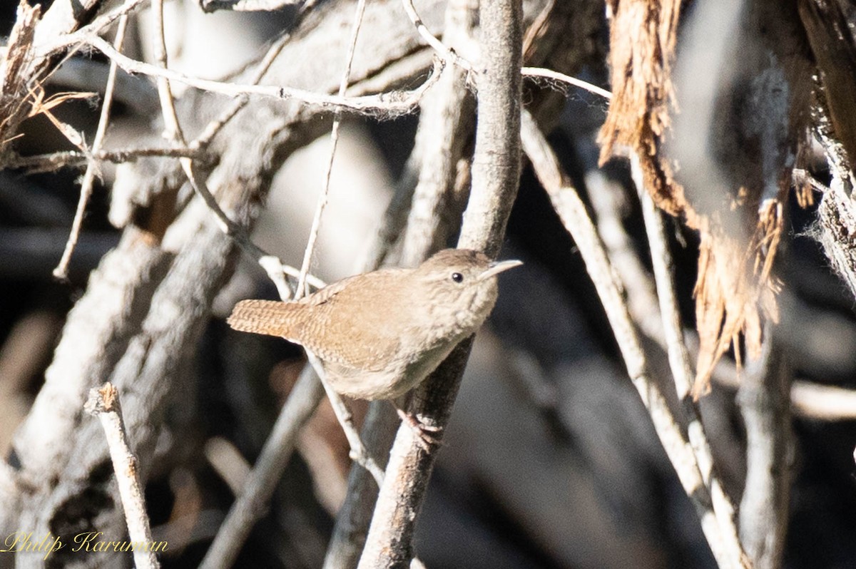 House Wren - ML620625751