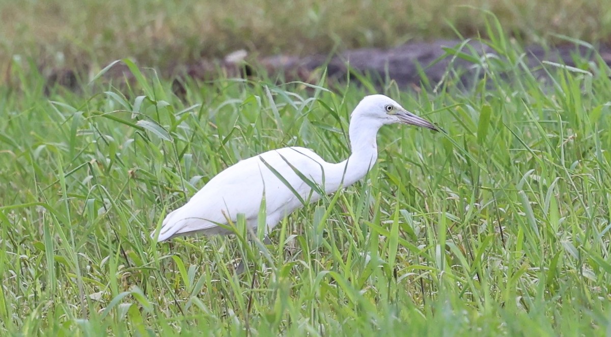 Little Blue Heron - ML620625755