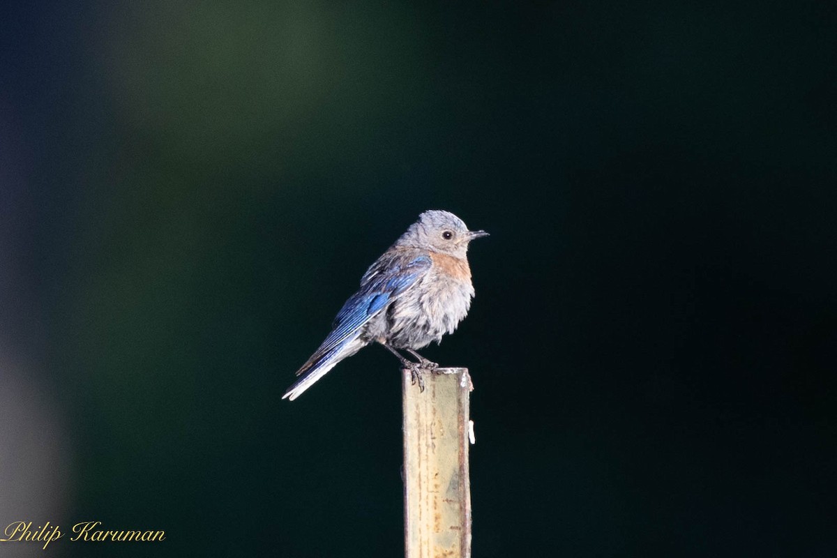 Western Bluebird - Pooi Seong Koong