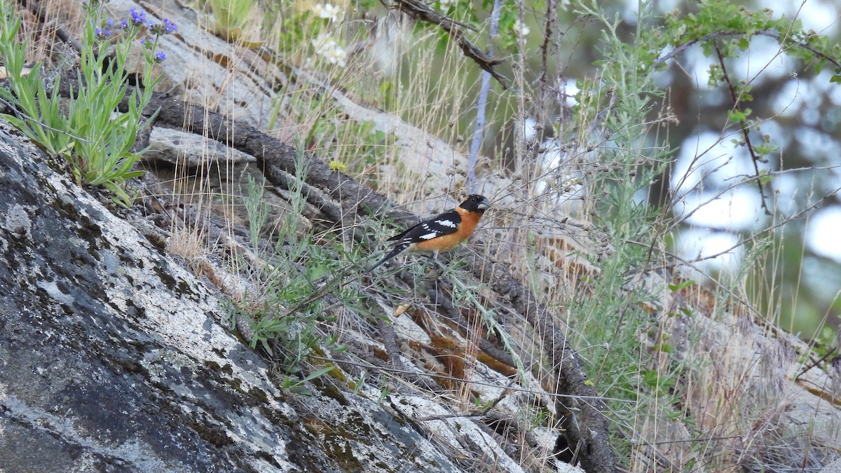 Black-headed Grosbeak - ML620625758