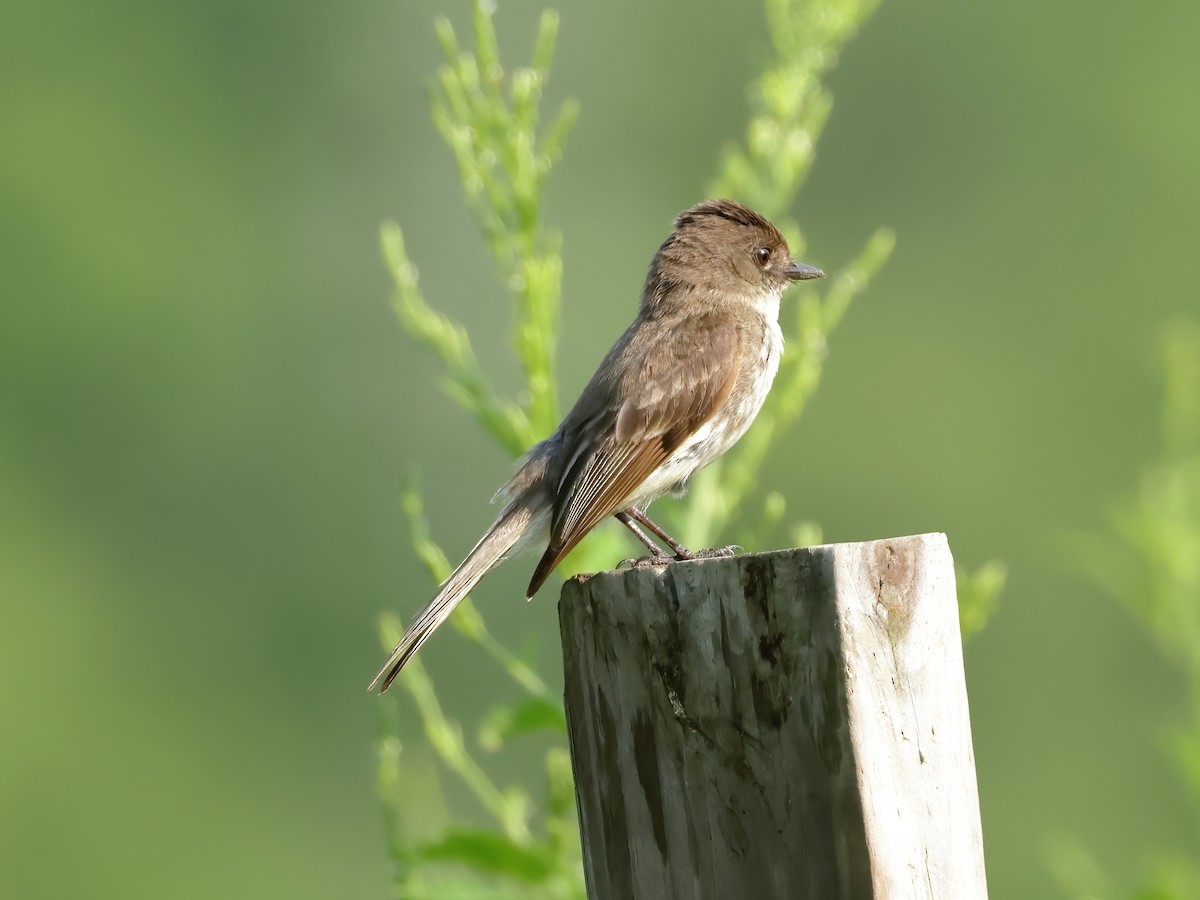 Eastern Phoebe - ML620625760