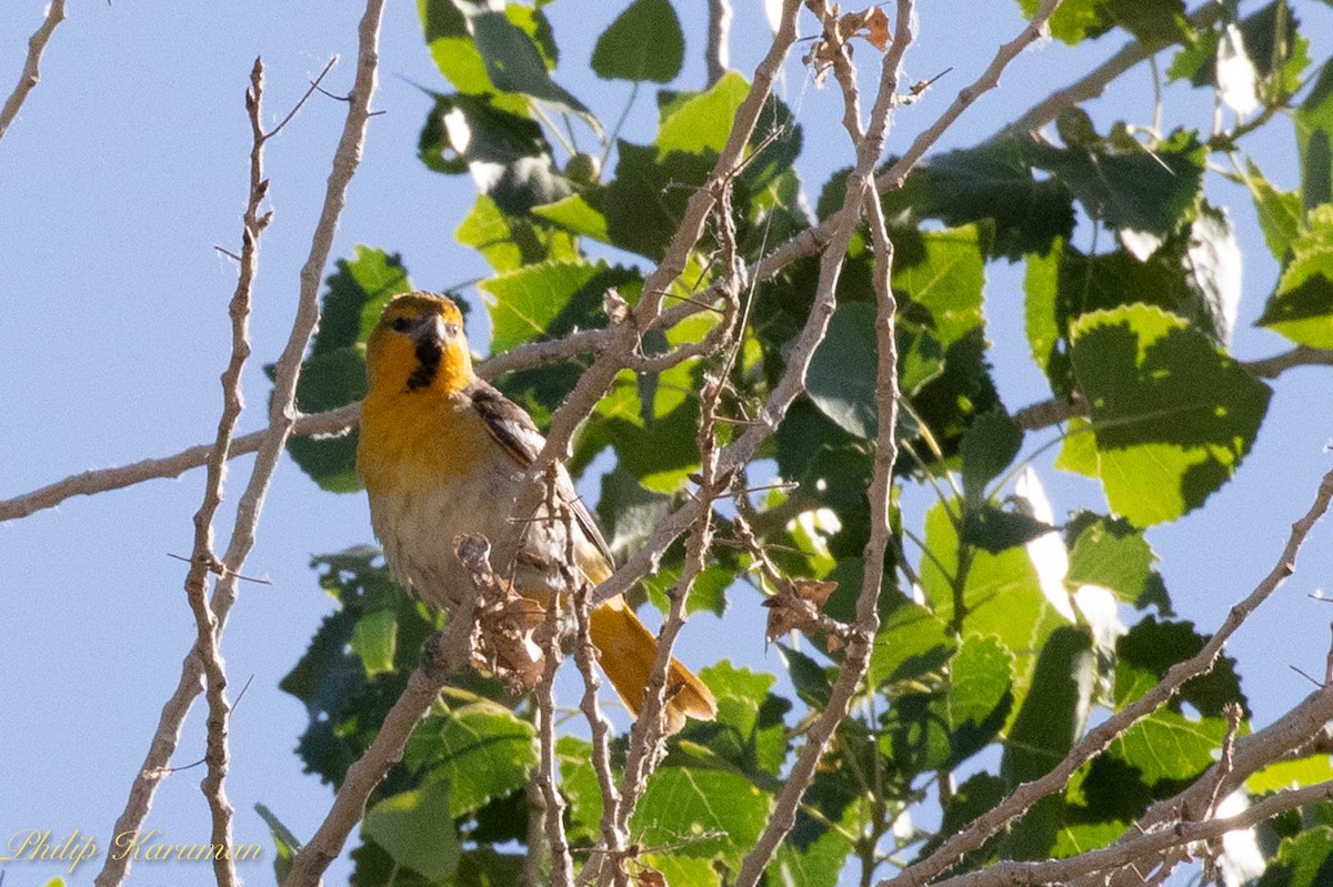 Bullock's Oriole - ML620625761