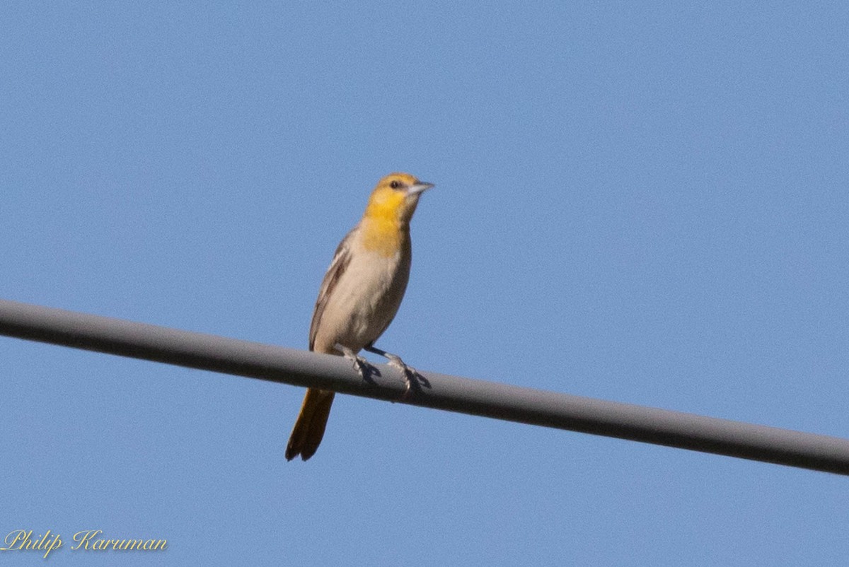 Oriole de Bullock - ML620625772