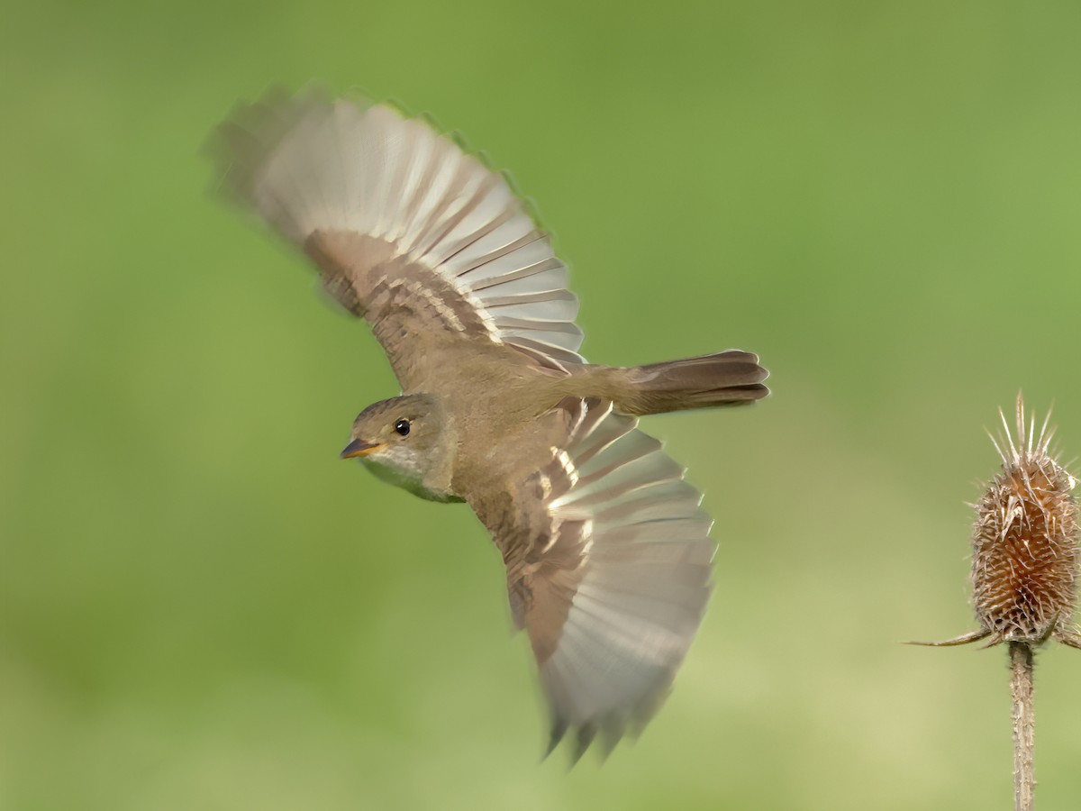 Willow Flycatcher - ML620625773