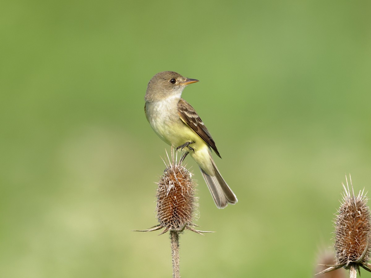 Willow Flycatcher - ML620625774