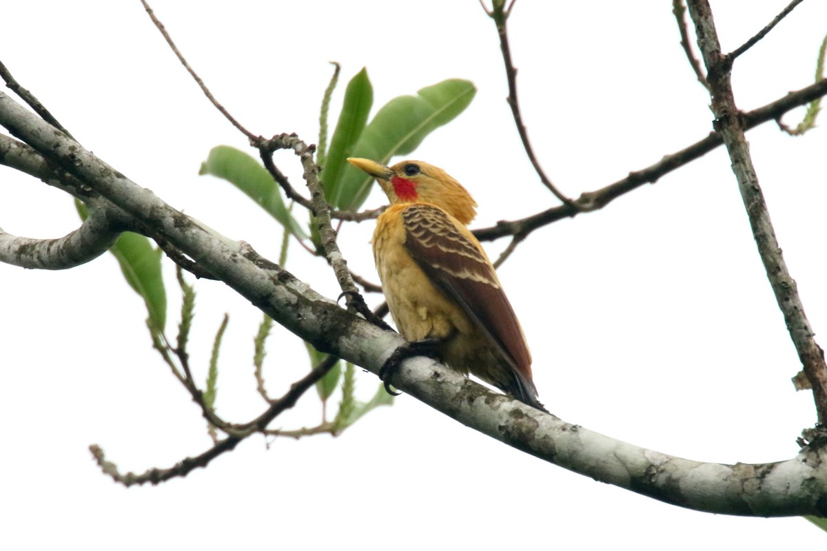 Cream-colored Woodpecker - ML620625775