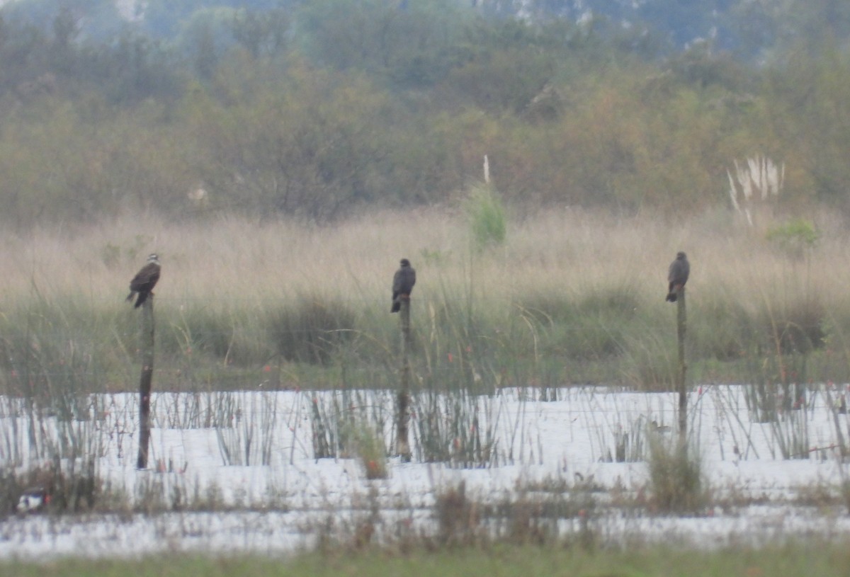 Snail Kite - ML620625776