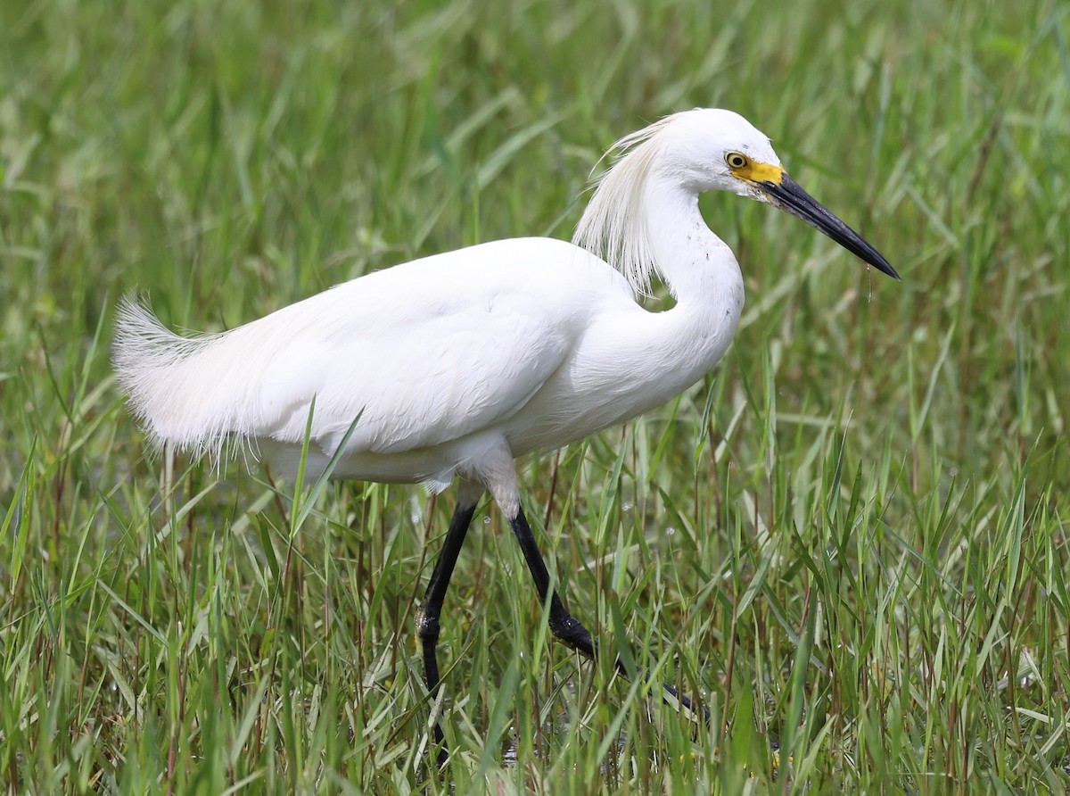 Snowy Egret - ML620625777