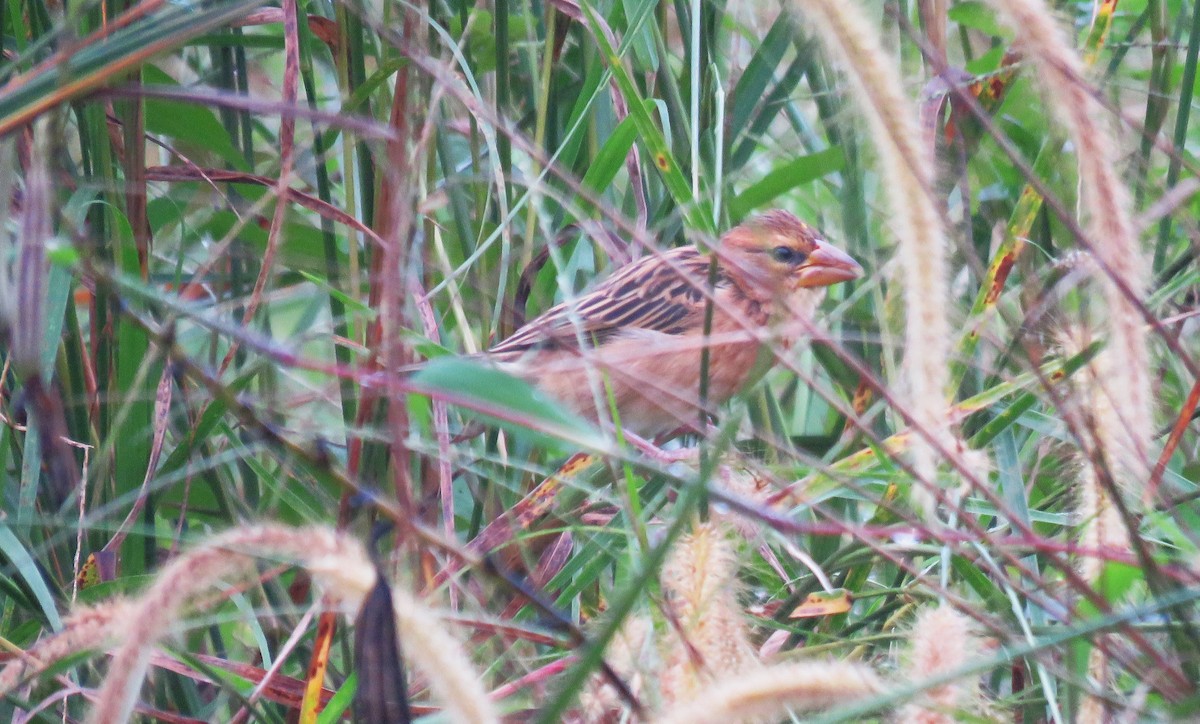 Baya Weaver - ML620625781