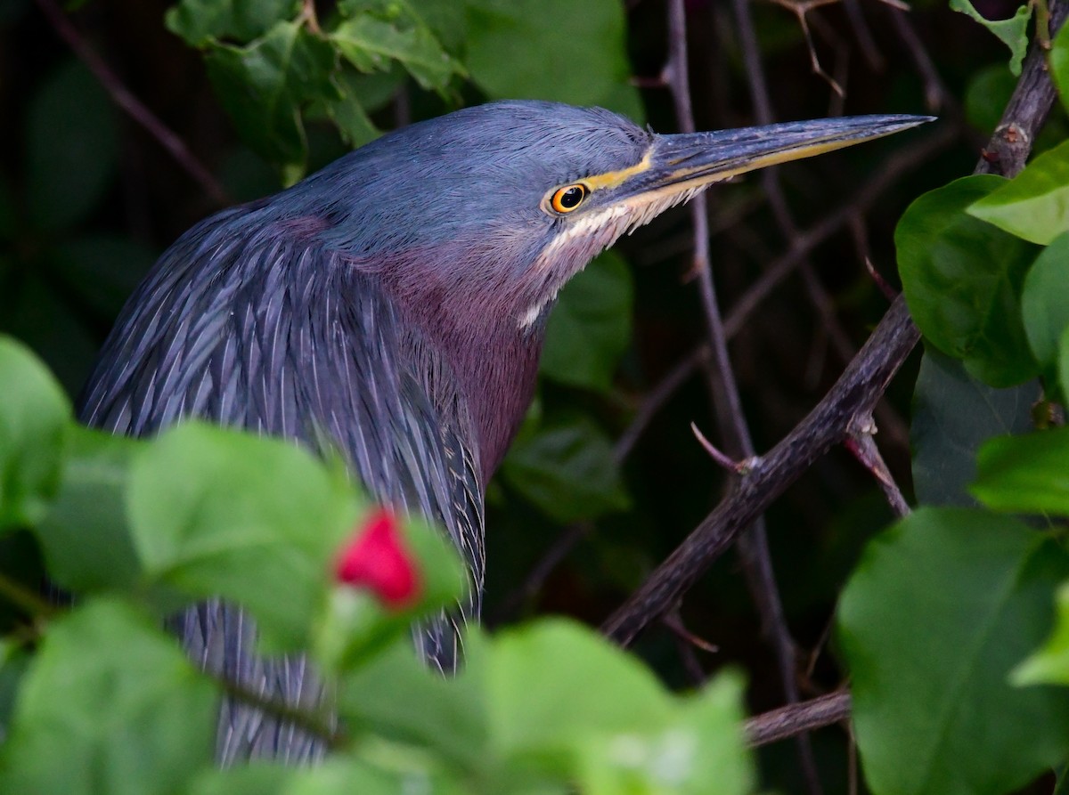 Green Heron - ML620625786